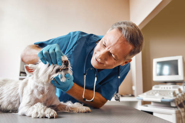 Best Emergency Denture Repair in Edison, GA